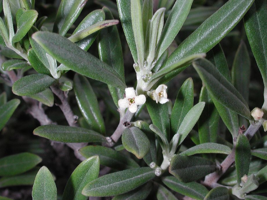 Verbenaceae Citharexylum tetramerum