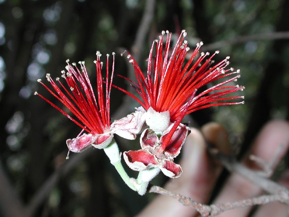 Myrtaceae Acca sellowiana
