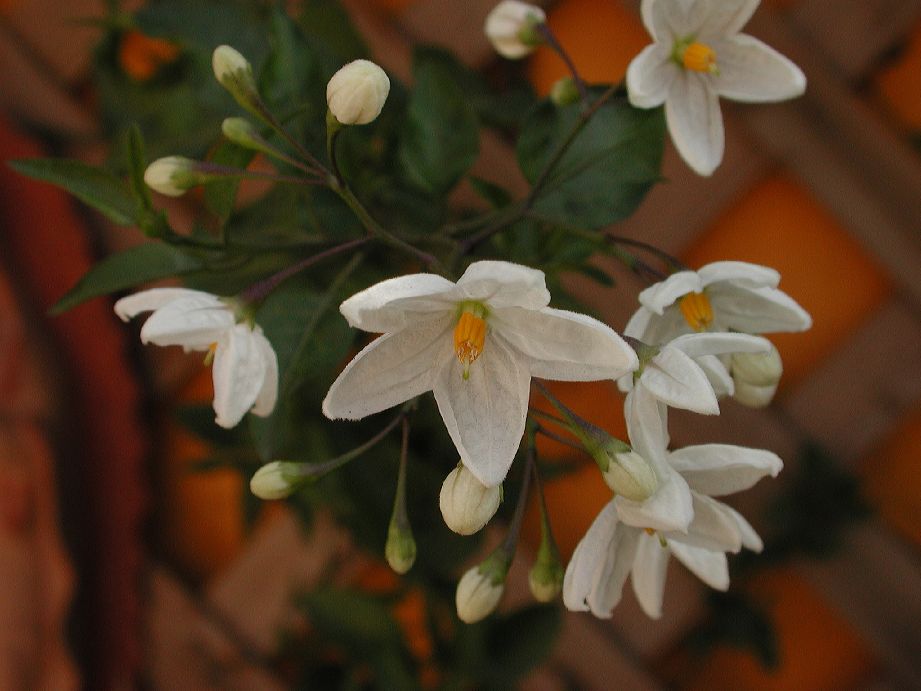 Solanaceae Solanum jasminoides