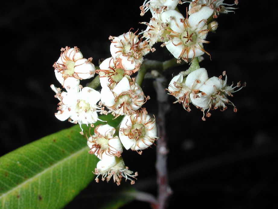 Rosaceae Vauquelinia australis