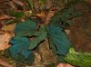 image of Begonia hahiepiana