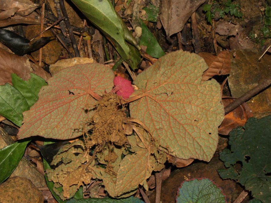 Begoniaceae Begonia hahiepiana