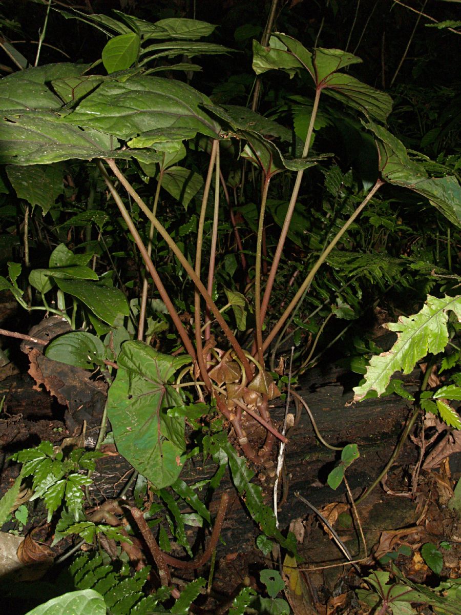 Begoniaceae Begonia handelii