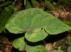 image of Begonia handelii