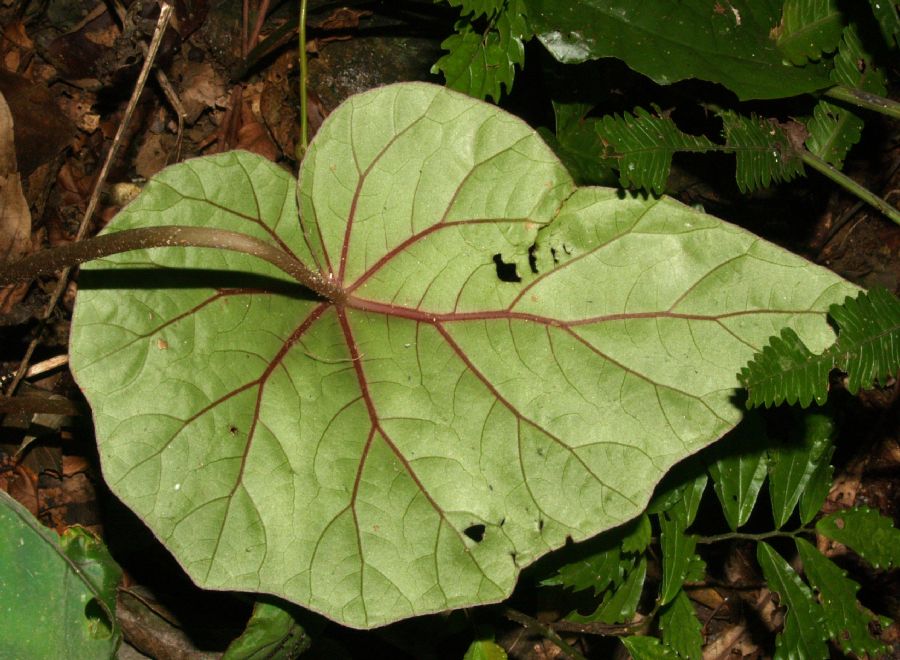 Begoniaceae Begonia handelii