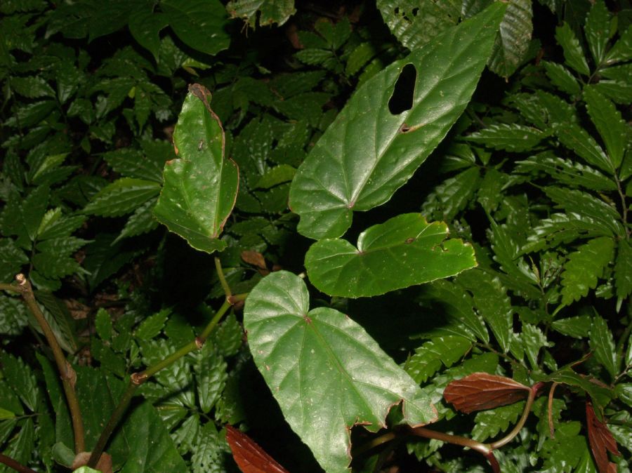 Begoniaceae Begonia longifolia