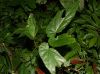 image of Begonia longifolia