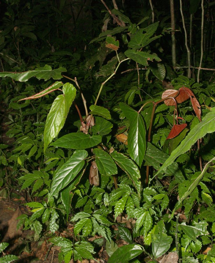 Begoniaceae Begonia longifolia