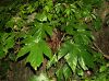 image of Begonia miranda