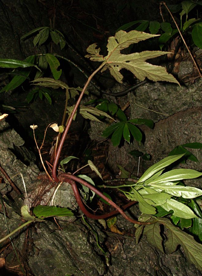 Begoniaceae Begonia miranda