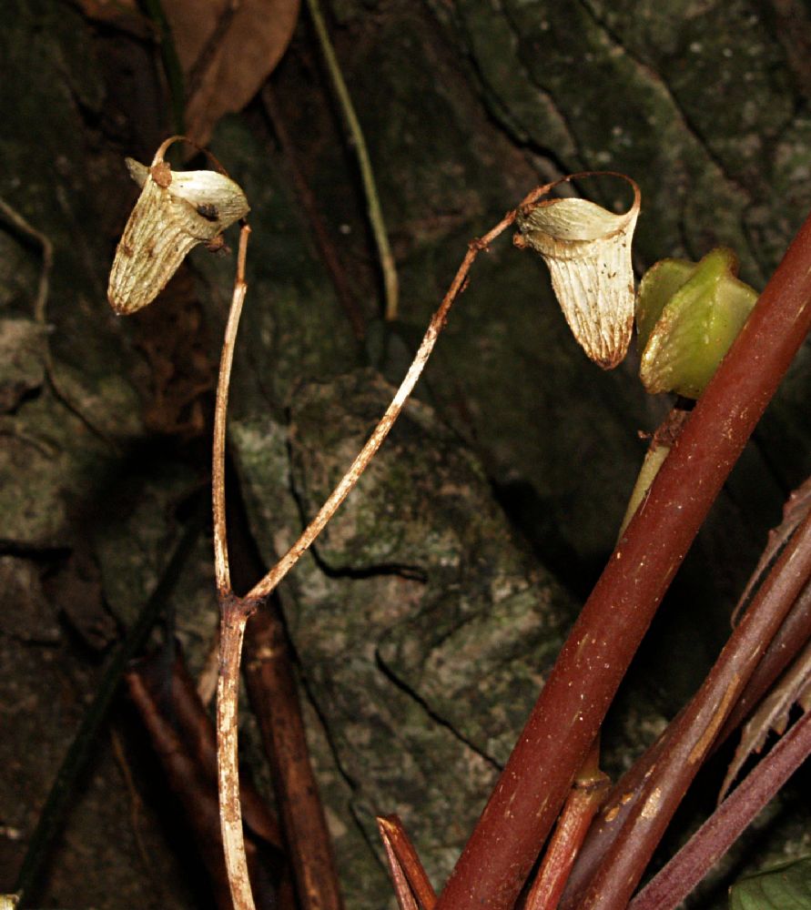 Begoniaceae Begonia miranda