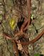 image of Begonia miranda