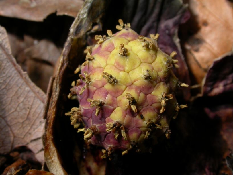 Araceae Symplocarpus foetidus