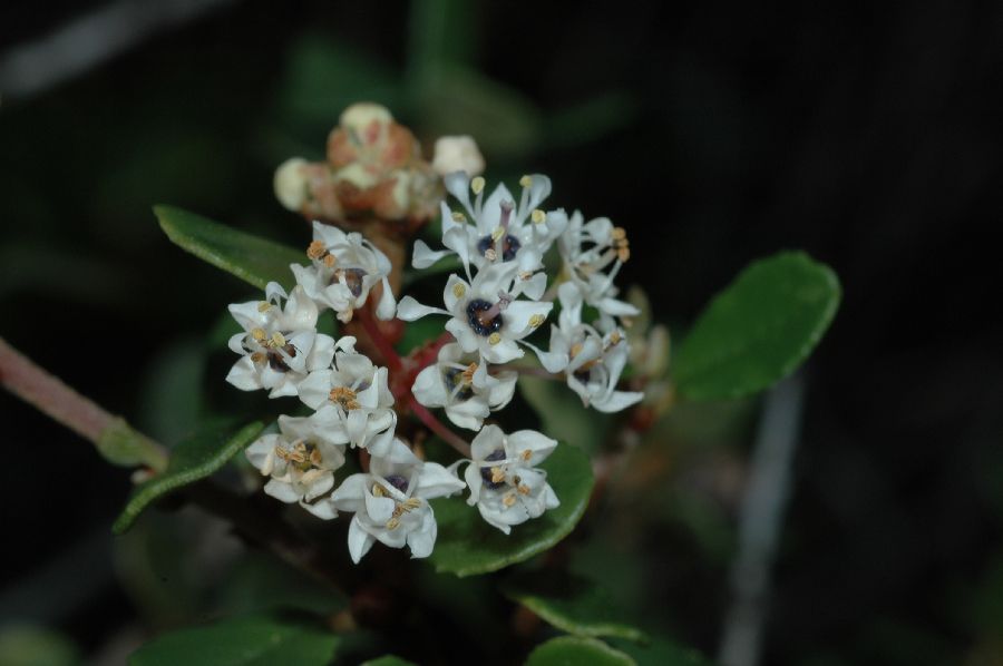 Rhamnaceae Ceanothus verrucosus
