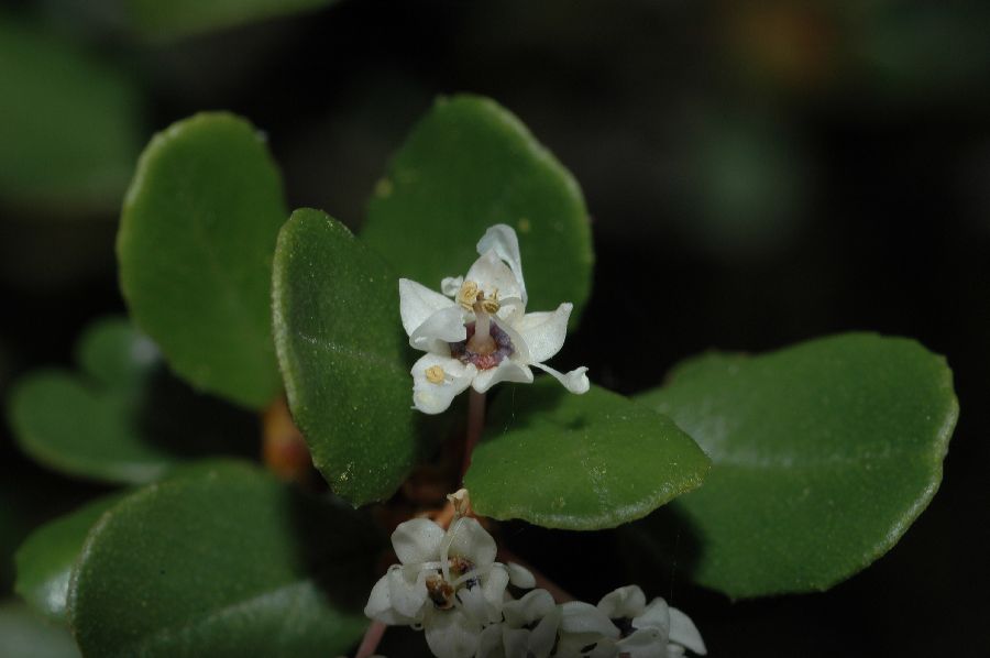 Rhamnaceae Ceanothus verrucosus