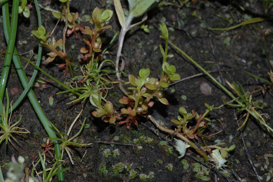 Primulaceae Centunculus minima
