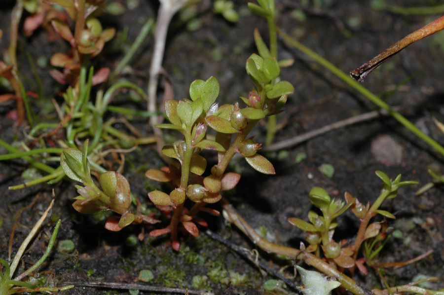 Primulaceae Centunculus minima