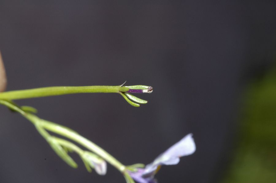 Campanulaceae Downingia cuspidata