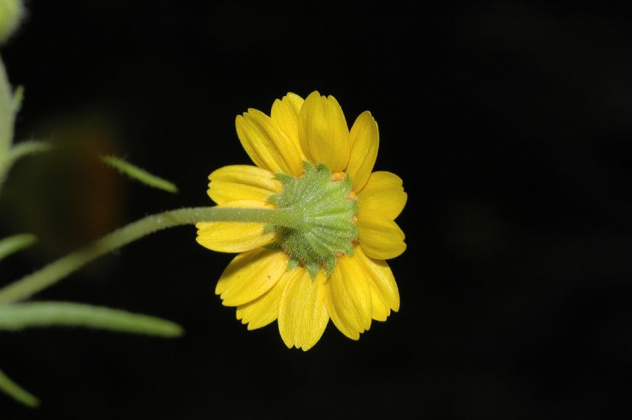 Asteraceae Lasthenia coronaria