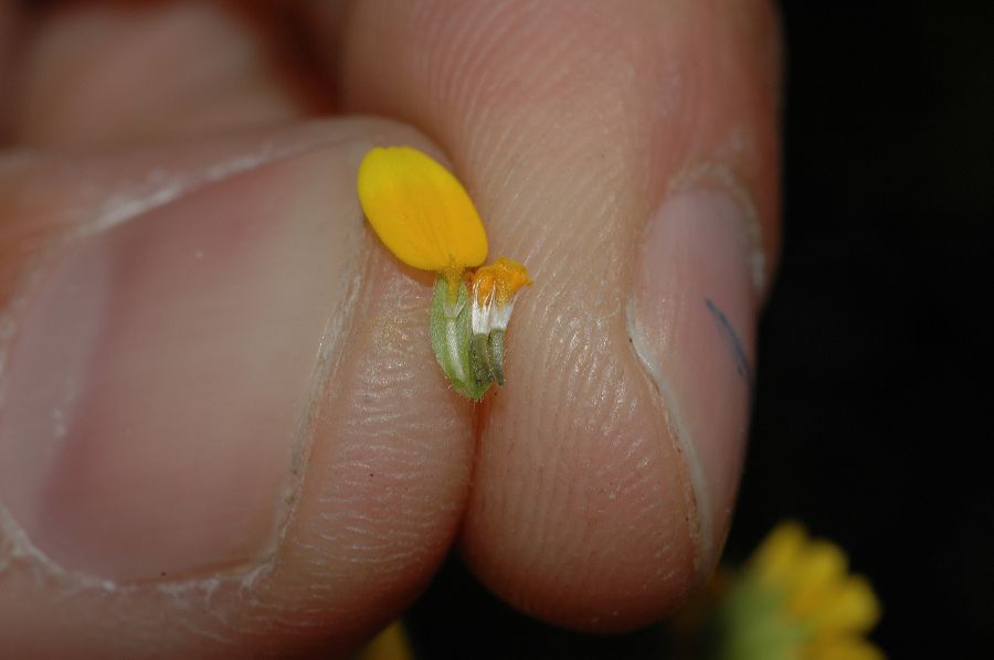 Asteraceae Lasthenia coronaria