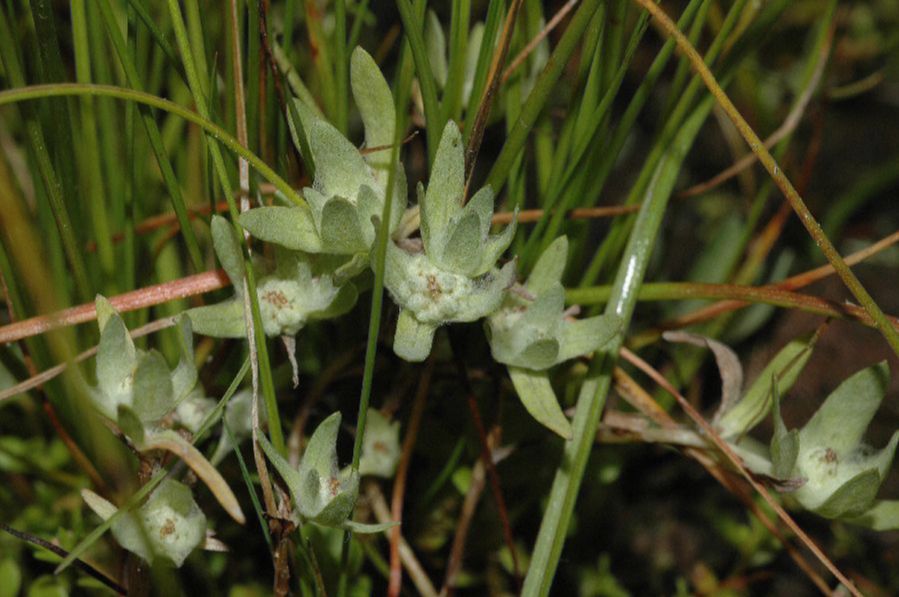 Asteraceae Psilocarphus brevissimus