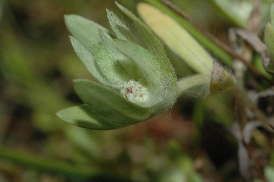 Asteraceae Psilocarphus brevissimus