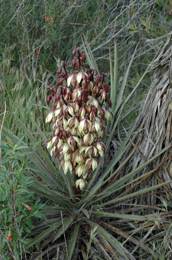 Asparagaceae Yucca schidigera