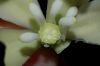 image of Yucca schidigera