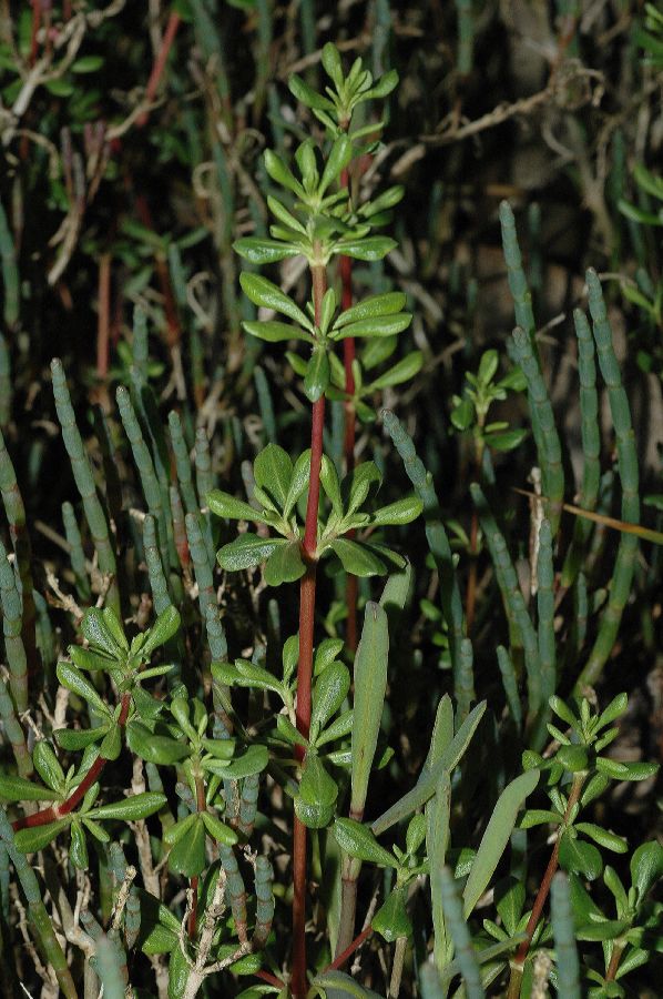 Frankeniaceae Frankenia salina