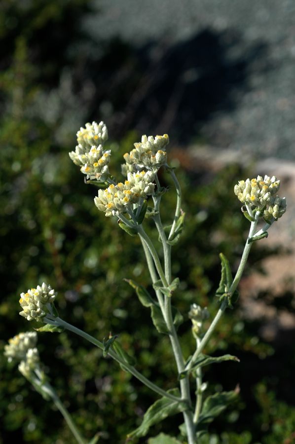 Asteraceae Gnaphalium californicum