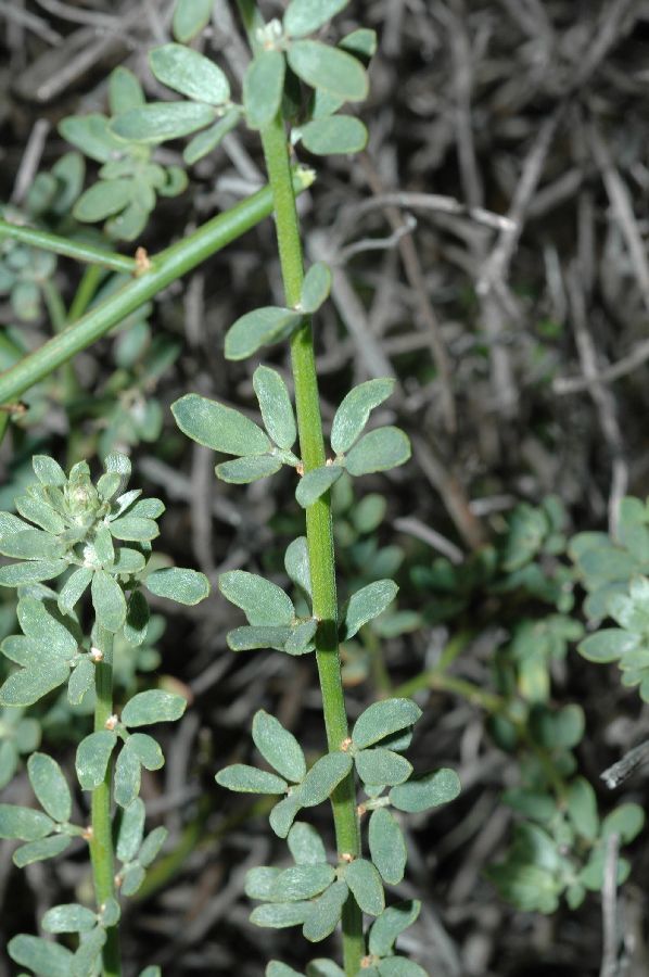 Fabaceae Lotus scoparius