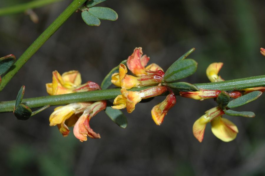 Fabaceae Lotus scoparius