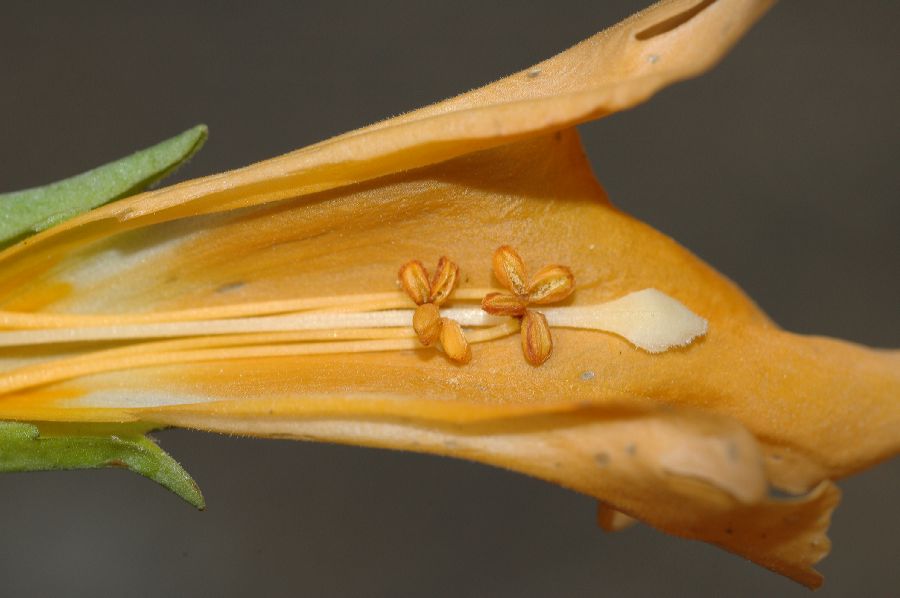 Phrymaceae Mimulus aurantiacus