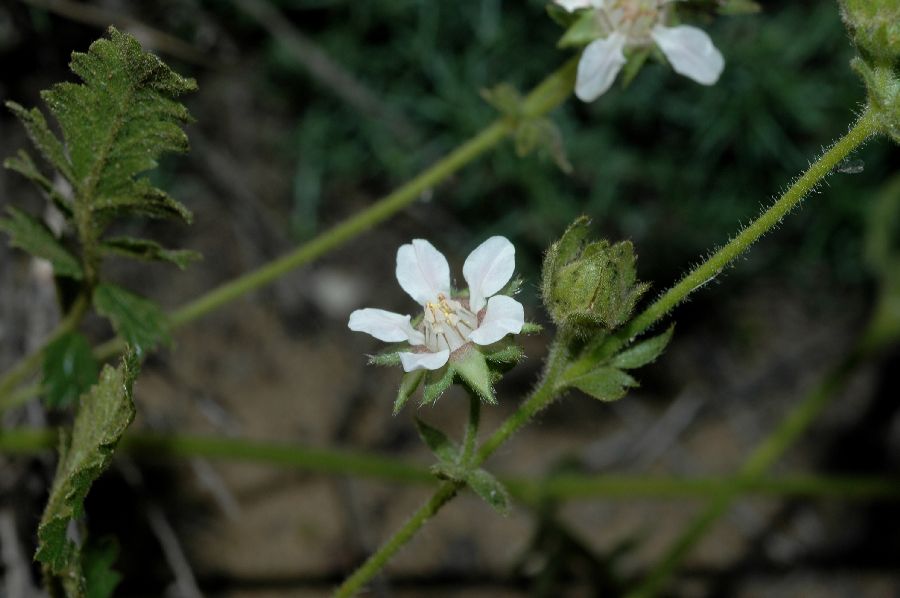 Rosaceae Potentilla glandulosa