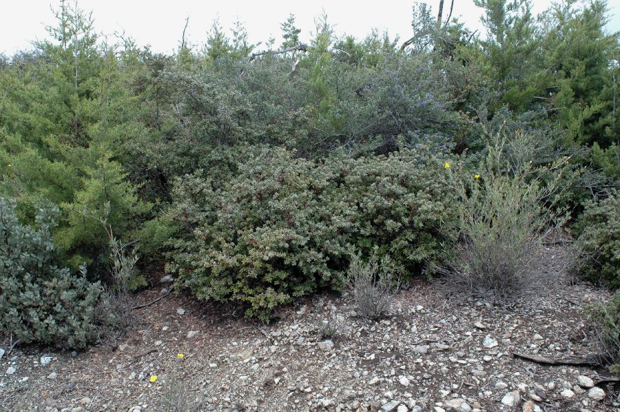 Fagaceae Quercus durata