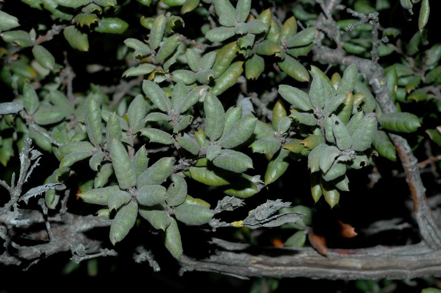 Fagaceae Quercus durata