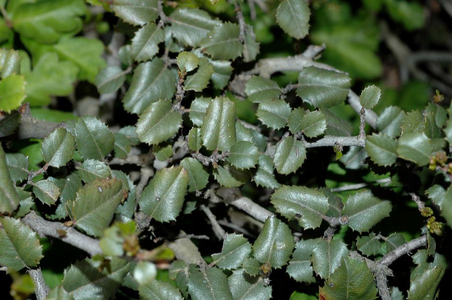 Rhamnaceae Rhamnus crocea