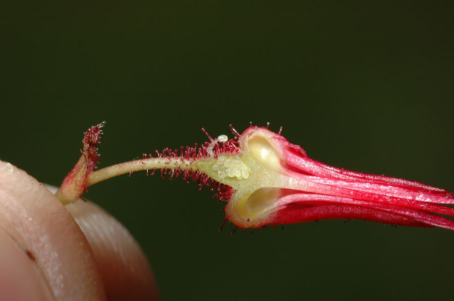 Grossulariaceae Ribes speciosum