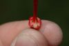 image of Ribes speciosum