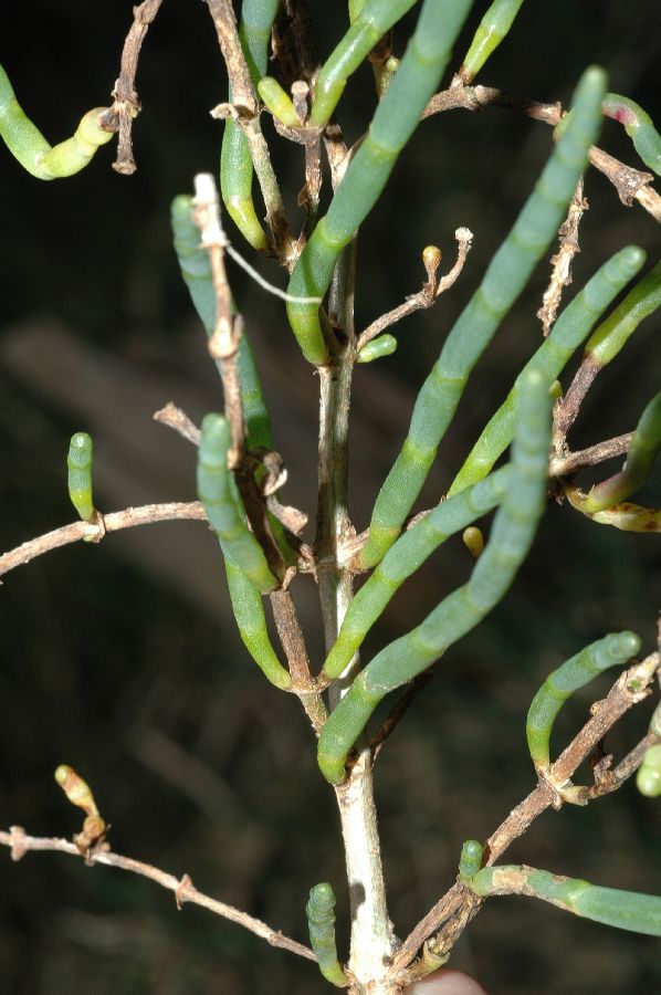 Amaranthaceae Salicornia virginica