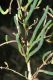 image of Salicornia virginica