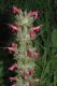 image of Salvia spathacea