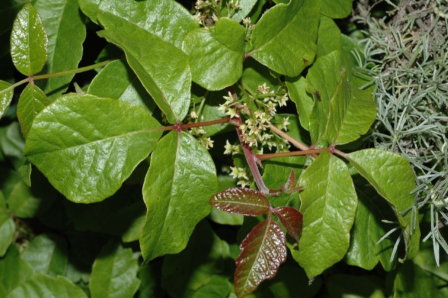Anacardiaceae Toxicodendron diversilobum