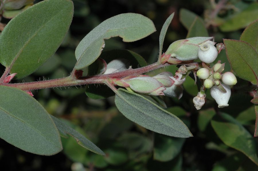 Ericaceae Arctostaphylos morroensis