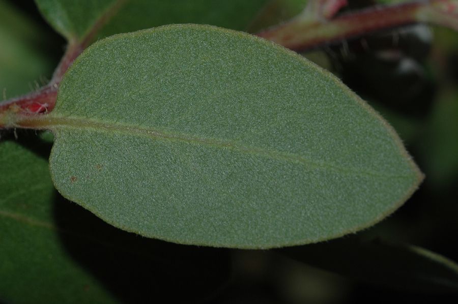 Ericaceae Arctostaphylos morroensis