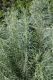 image of Artemisia californica