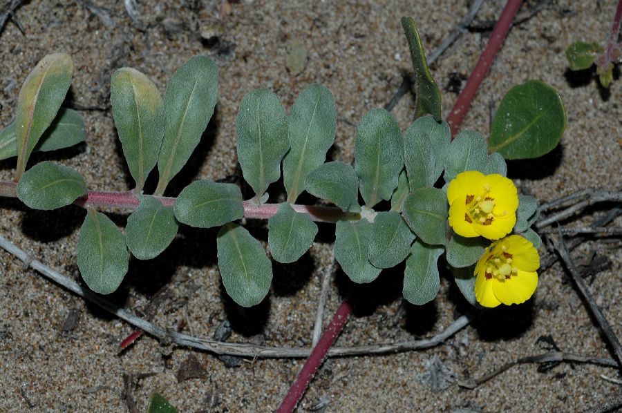 Onagraceae Camissonia cheiranthifolia