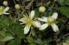 image of Clematis lasiantha
