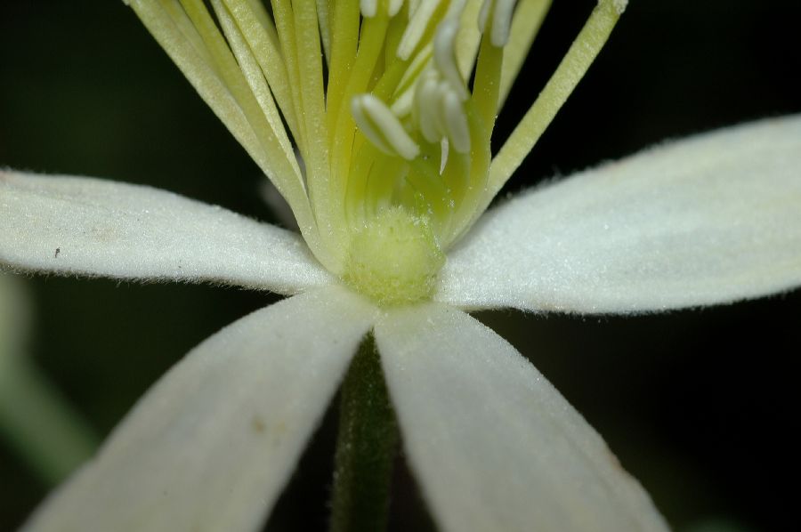 Ranunculaceae Clematis lasiantha