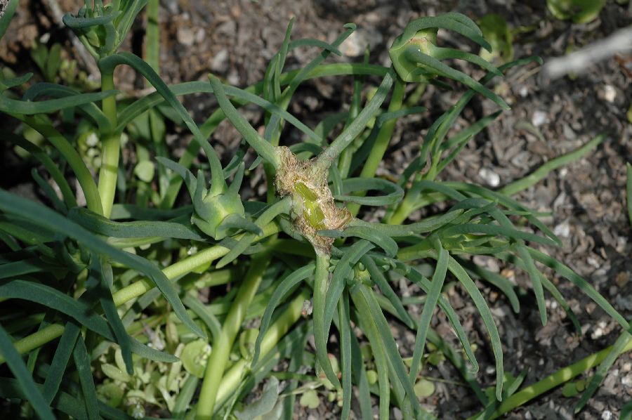 Aizoaceae Conicosia elongata